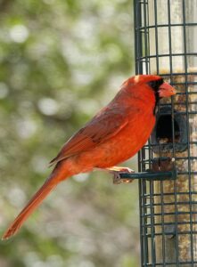 John J. Rocco Chiotti