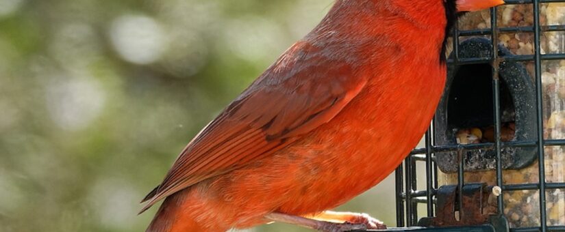 John J. Rocco Chiotti