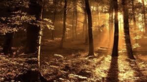 Richard Thomas Crawford