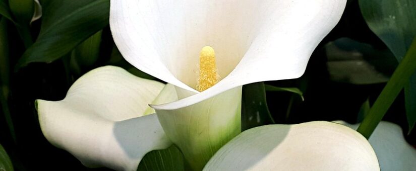 Jacinda Denise Howard