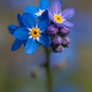 Elizabeth Ruth McCollum