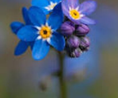 Elizabeth Ruth Mccollum Obituary, Pittsburgh, PA