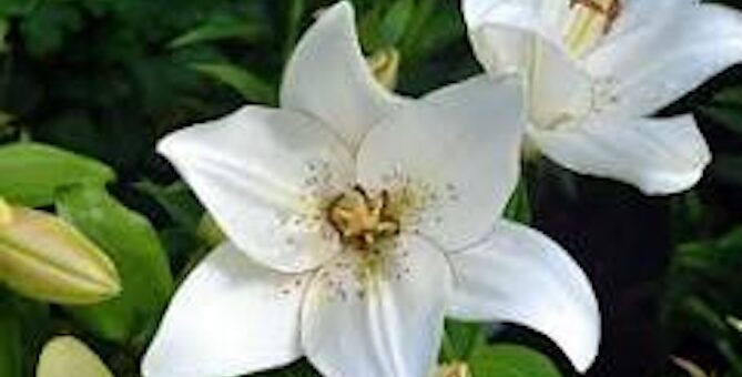 Mary Fran Gutilla Obituary, Pittsburgh, PA