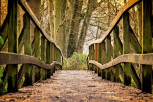 Wooden Footbridge Leading Through A Forest With Sunlight Filtering Through Tall Trees