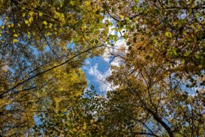 Upward View of Autumn Tree Canopy with Yellow and Green Leaves