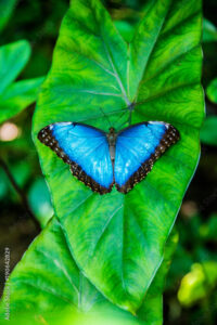 Tierra Dawn Cohlhepp