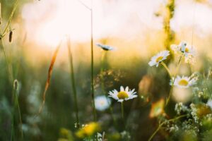 White Daisy Flowers Glowing in Warm Sunlight in Meadow