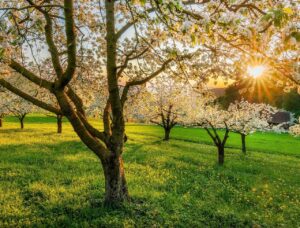 Sunlight Shining Through Blossoming Trees in Green Meadow