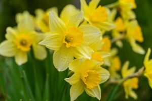 Yellow Daffodil Flowers With Water Droplets In Garden Setting
