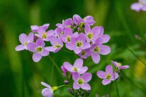 Cluster Of Light Purple Wildflowers With Green Background And Small Insect